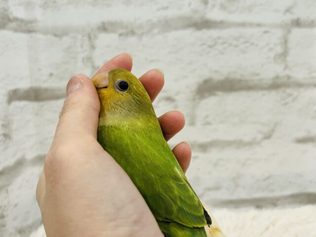 コザクラインコ（小桜インコ）