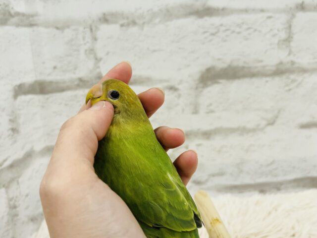 コザクラインコ（小桜インコ）