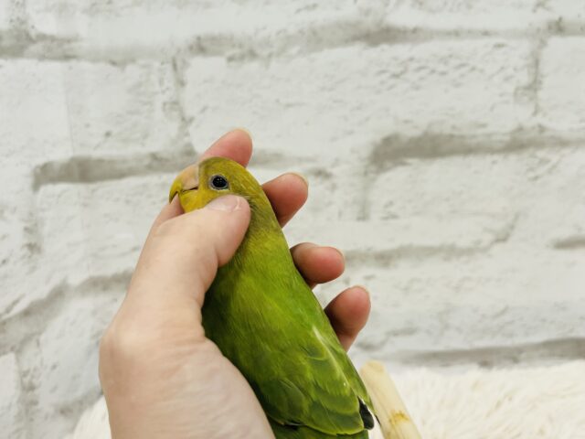 コザクラインコ（小桜インコ）