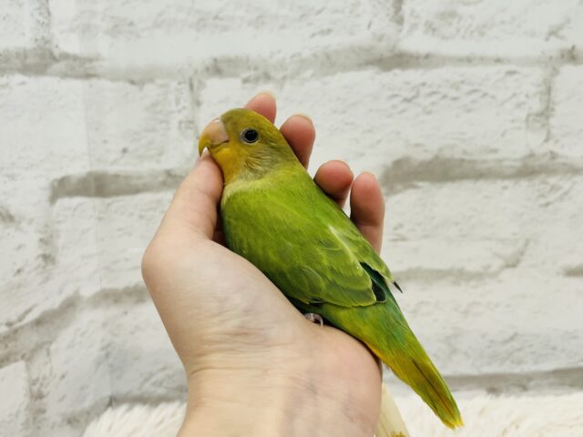 コザクラインコ（小桜インコ）