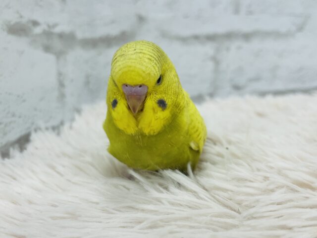 ジャンボセキセイインコ