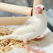 ✨最新画像✨グレーのほわっとが素敵でしょ～～？🩶白文鳥(2024年11月生まれ)