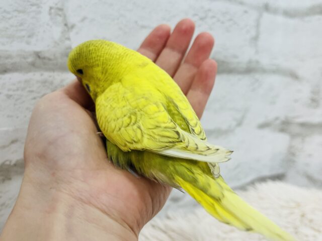 ジャンボセキセイインコ