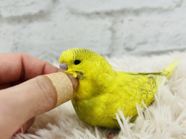 ジャンボセキセイインコ