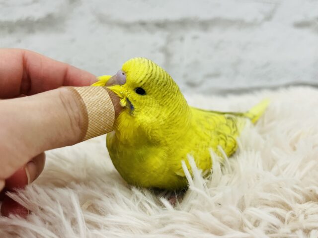 ジャンボセキセイインコ