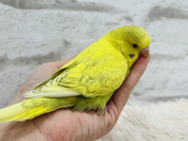 ジャンボセキセイインコ