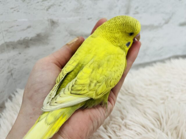 ジャンボセキセイインコ