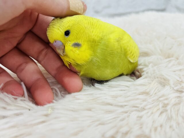 ジャンボセキセイインコ