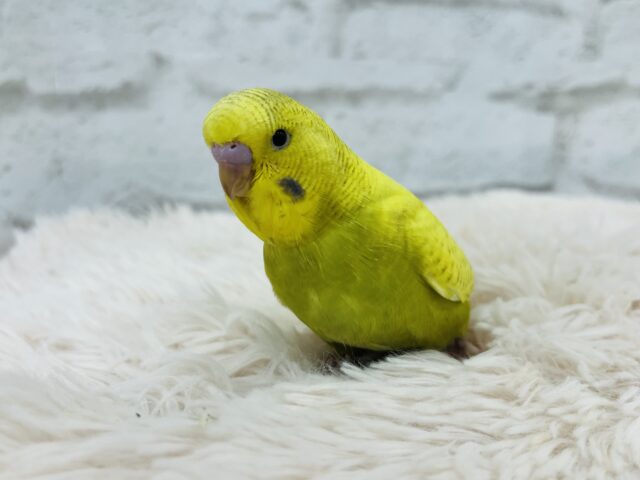 ジャンボセキセイインコ