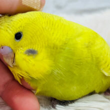 どすこい！！！もふもふちゃん♡ジャンボセキセイインコ(スパングル) ヒナ