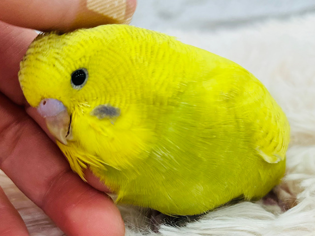 どすこい！！！もふもふちゃん♡ジャンボセキセイインコ(スパングル) ヒナ