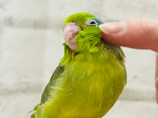 【最新画像更新🪄】おとなしめですが～　個性派☆　マメルリハインコ　パイド～～