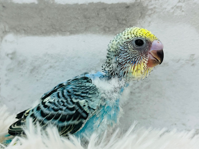 ぽやぽや～🫧わた毛天使ちゃん🧚セキセイインコ(イエローフェイスオパーリン) ヒナ