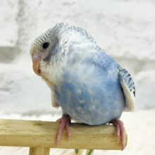 【最新画像・動画更新🪄】　頭上下ふる。。　遊んでアピールでｺﾞｻﾞｲﾏｽ♩　　セキセイインコ　パイド〜〜