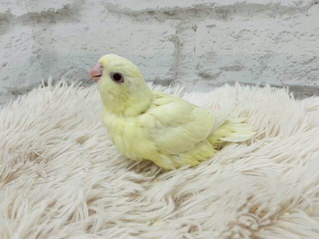 サザナミインコ