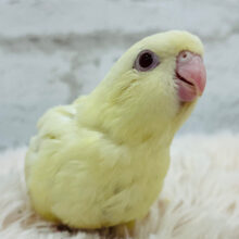 【最新画像更新🪄】クリーミーたまごちゃん🐣サザナミインコ(クリーム) ヒナ