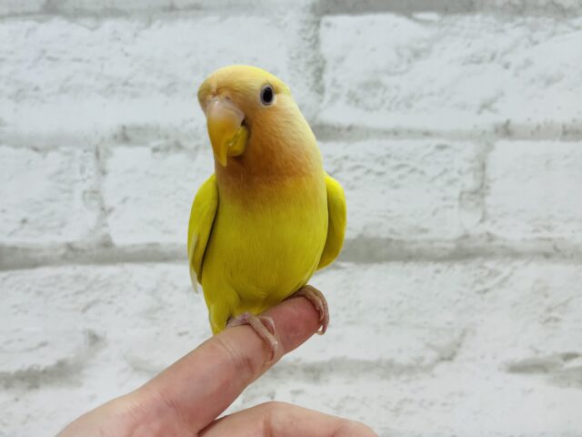 コザクラインコ（小桜インコ）