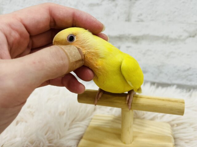 コザクラインコ（小桜インコ）