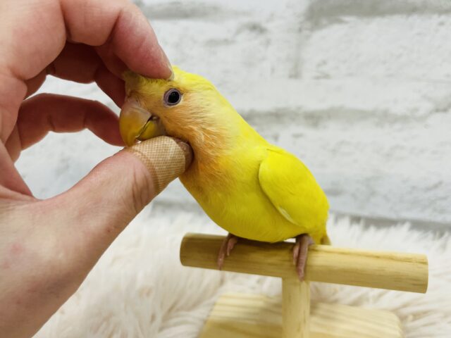 コザクラインコ（小桜インコ）