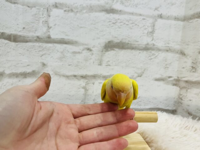 コザクラインコ（小桜インコ）