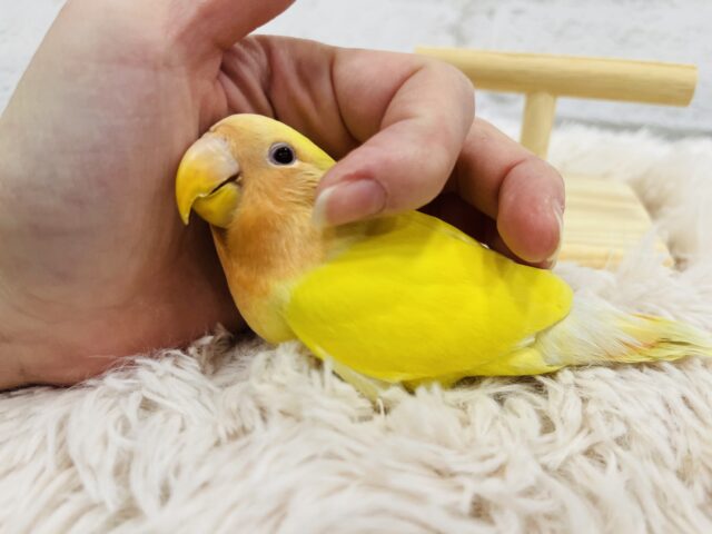 コザクラインコ（小桜インコ）