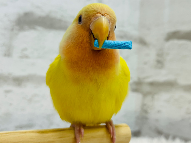 遊び好きのビタミンちゃん🍋コザクラインコ(ルチノー)