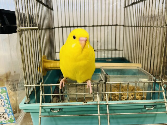 セキセイインコ