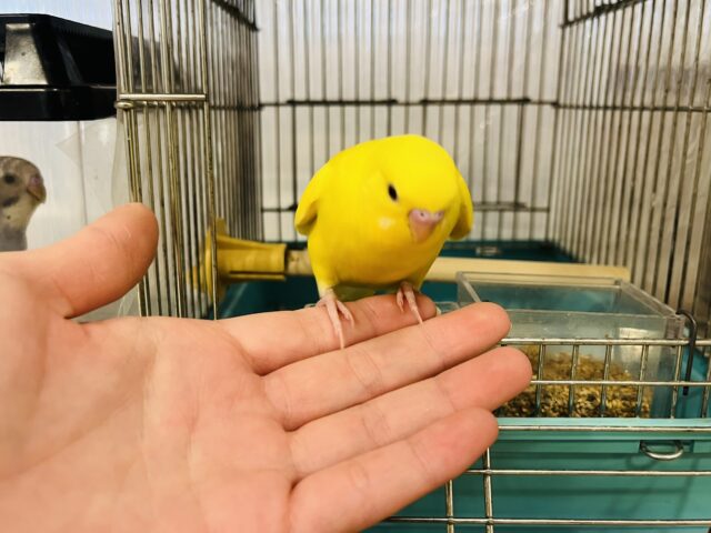 セキセイインコ