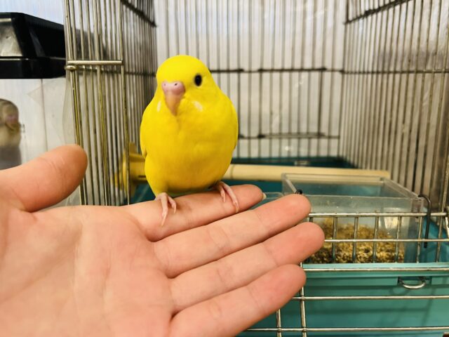 セキセイインコ