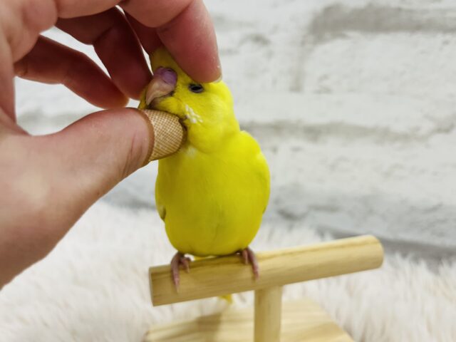 セキセイインコ