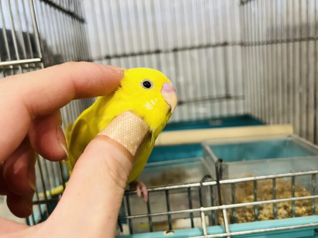 セキセイインコ