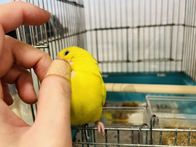 セキセイインコ