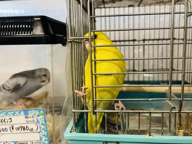 セキセイインコ