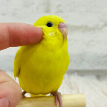 大きなおめめに吸い込まれちゃう！！セキセイインコ(ダブルファクター)