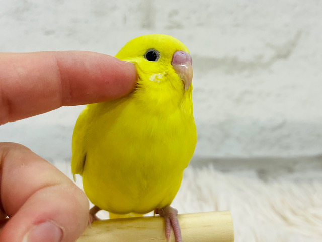 大きなおめめに吸い込まれちゃう！！セキセイインコ(ダブルファクター)