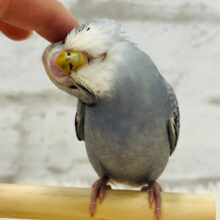 カキカキ大好き♡食欲旺盛♡セキセイインコ(グレーオパーリン)