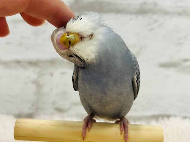 カキカキ大好き♡食欲旺盛♡セキセイインコ(グレーオパーリン)