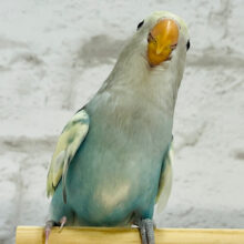 【最新画像更新🪄】すっごくｷﾚｲ☆☆☆☆☆　コザクラインコ　ブルチェリーパイド～～