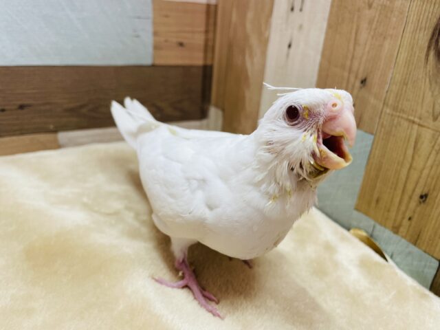 オカメインコ