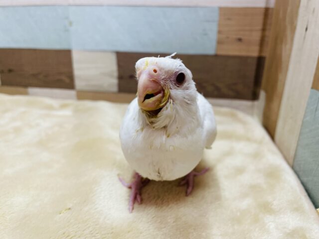 オカメインコ