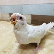 美白なボディの赤目ちゃん❤️オカメインコのピュアホワイト！！