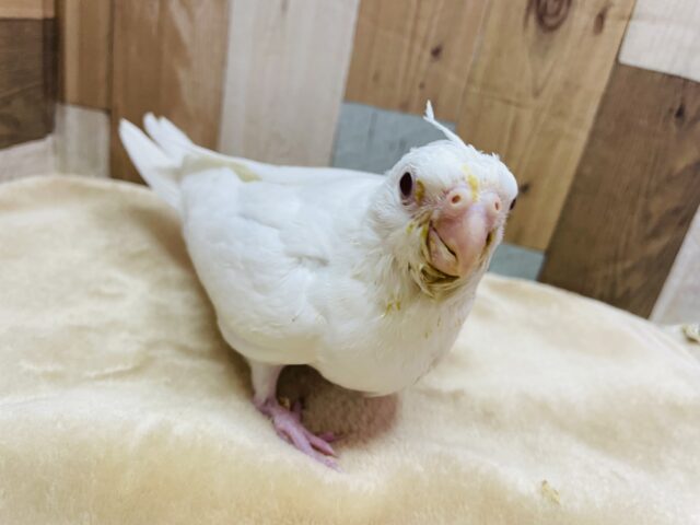 オカメインコ