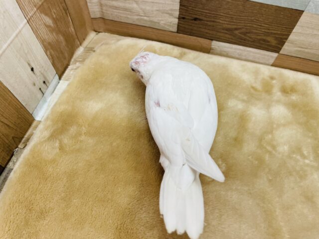 オカメインコ