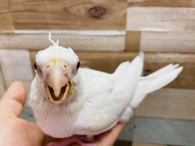 オカメインコ