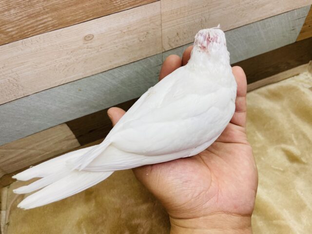 オカメインコ