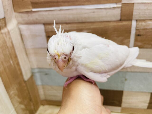 オカメインコ