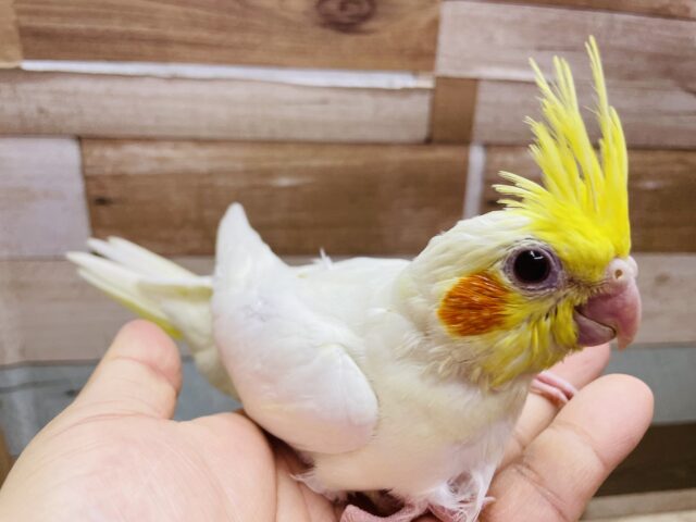 オカメインコ