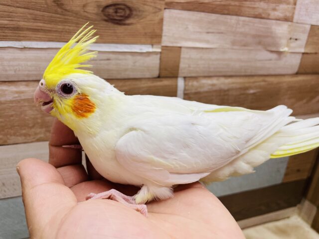 オカメインコ