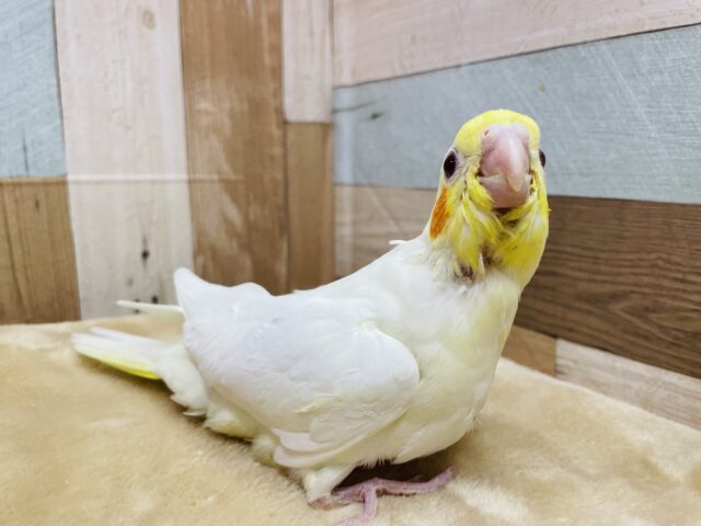 オカメインコ