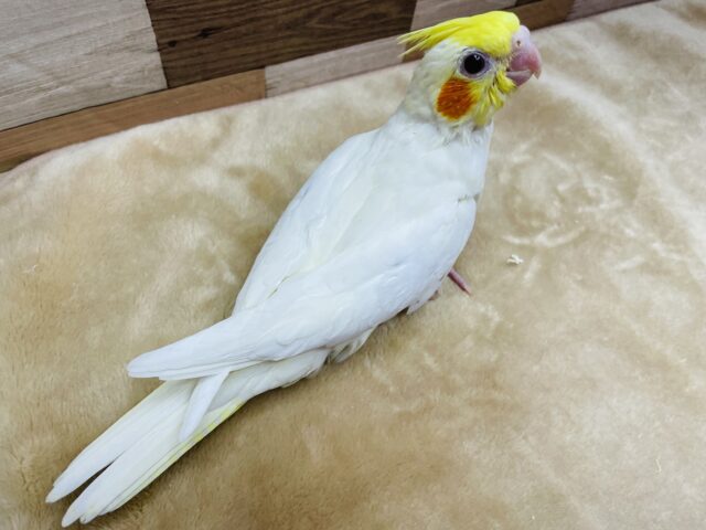 オカメインコ